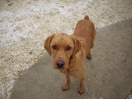 Photo de Cooper, Labrador Retriever crois� Epagneul breton