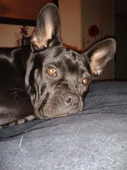 Photo d'Haska, Bouledogue fran�ais crois� Cane Corso