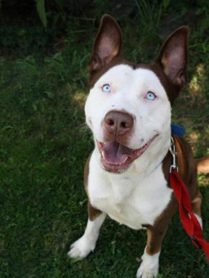 Photo de Coke, Husky crois� Pitbull