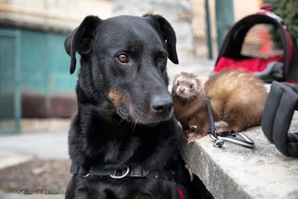 Photo d'Helfy, Beauceron pure race