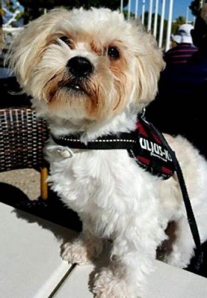 Photo d'Ha�ron, Shih Tzu crois� Bichon