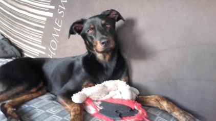 Photo de Banger, Beauceron crois� Labrador Retriever