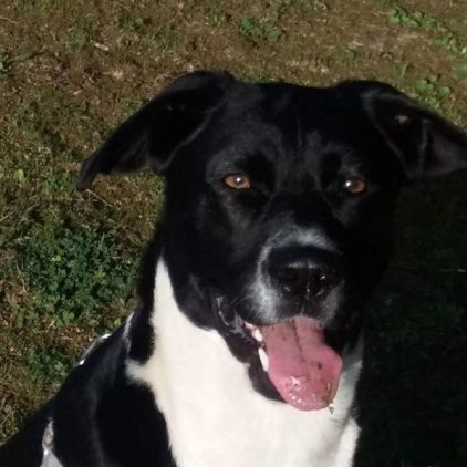 Photo de Bella, Berger Allemand crois� Boxer