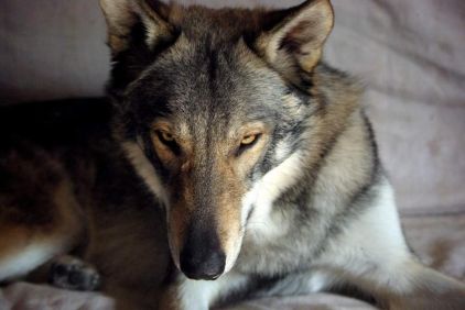 Photo de Hyn�, Chien-loup tch�coslovaque pure race