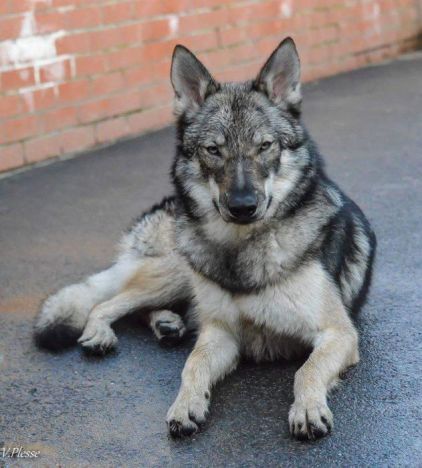 Photo de Jh�runn, Chien-loup tch�coslovaque pure race