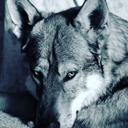 Photo de Hapophis, Chien-loup tch�coslovaque pure race