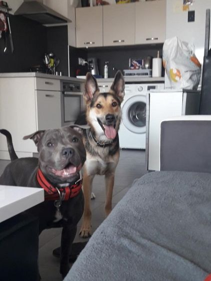 Photo de Crokmou, Staffordshire Bull Terrier pure race