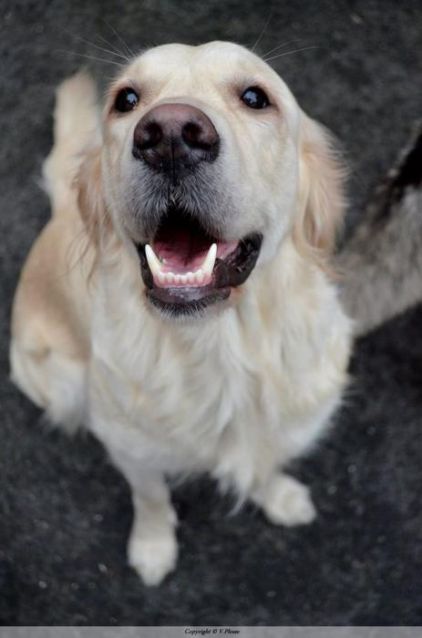 Photo de Ga�a, Golden Retriever pure race