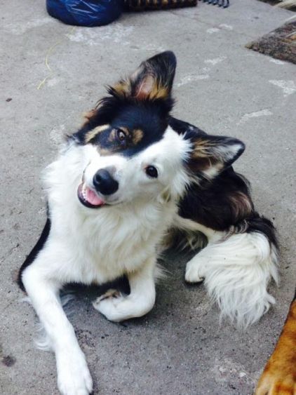 Photo de Hashka, Border Collie pure race