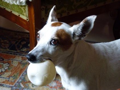Photo de Vicky, Jack Russell terrier pure race