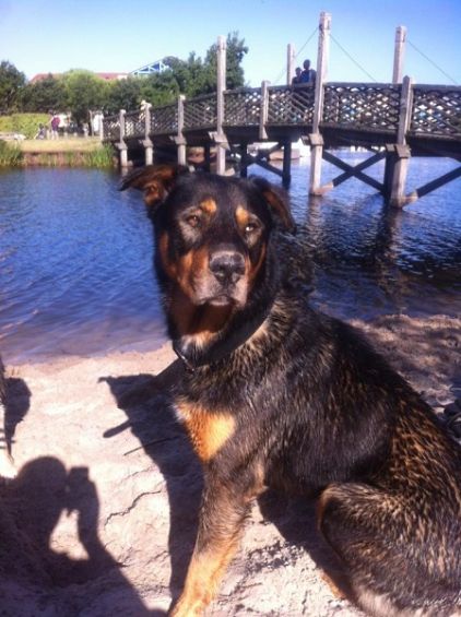 Photo de Kanka, corniaud Beauceron Husky