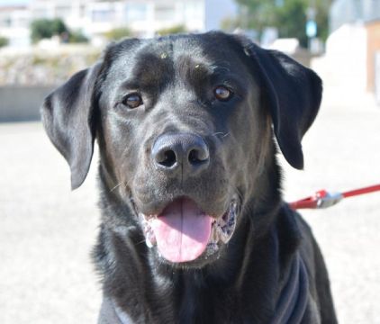 Photo de MARLEY, Golden Retriever crois� Cane Corso