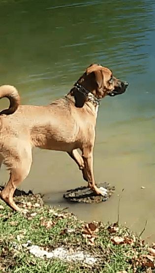 Photo de Tina, Berger Belge Malinois crois� Boxer