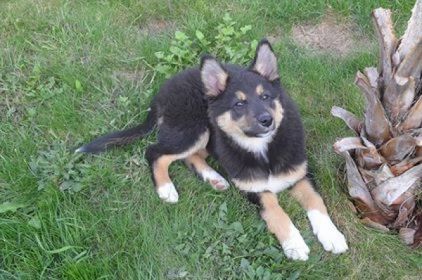 Photo de Noctalia, Berger Belge Tervueren crois� Border Collie