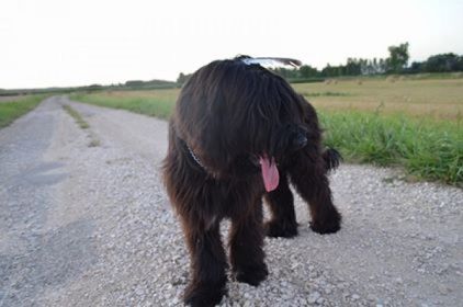 Photo de Moon, Berger de Brie (Briard) pure race
