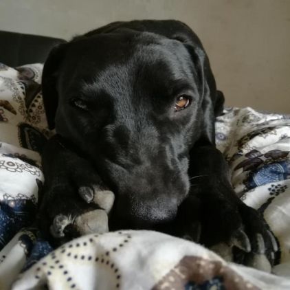 Photo de LOO, Labrador Retriever crois� Braque allemand