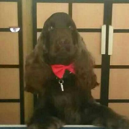 Photo de Choco, Cocker anglais pure race