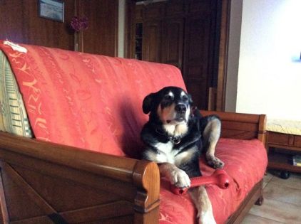 Photo de Billy, Beauceron crois� Bouvier bernois