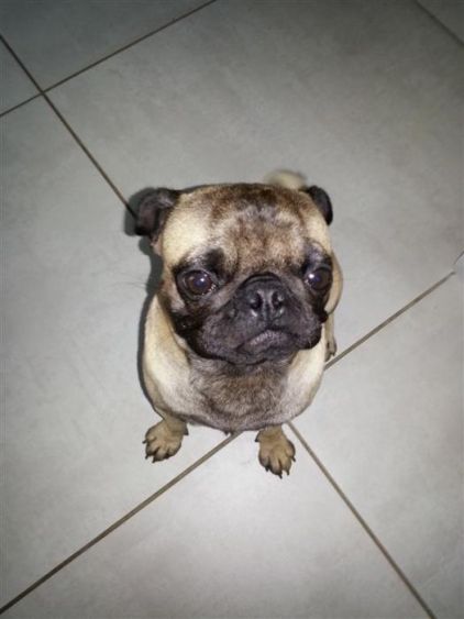Photo de Goliath, Carlin pure race