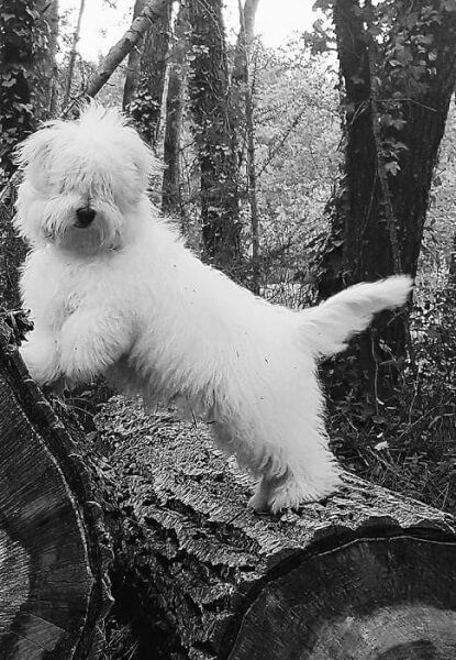 Photo de Nanjary de la vall�e du petit pr�, Coton de Tul�ar pure race