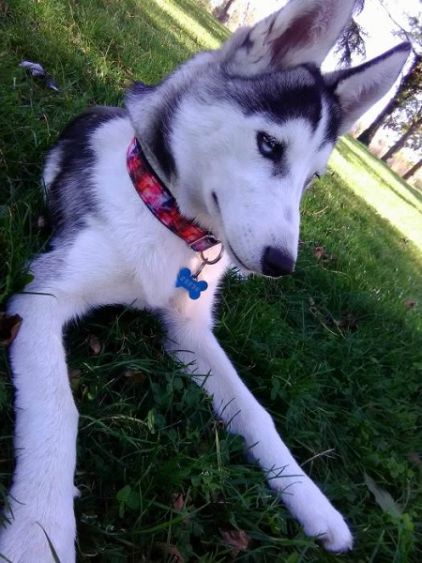 Photo de Nervous Queen, Husky pure race