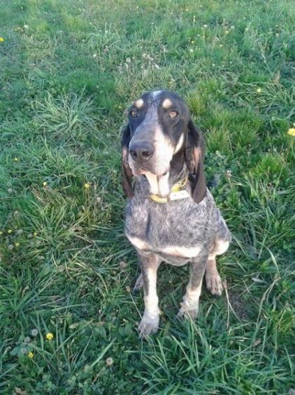 Photo de Joker, Bleu de Gascogne pure race