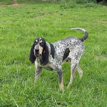 Photo de Farouk, Bleu de Gascogne pure race