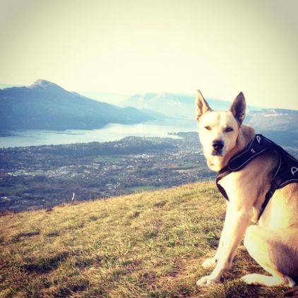 Photo de Zion, Berger Belge Malinois crois� Husky
