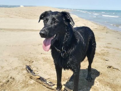 Photo de Sayan, Labrador Retriever crois� Border Collie