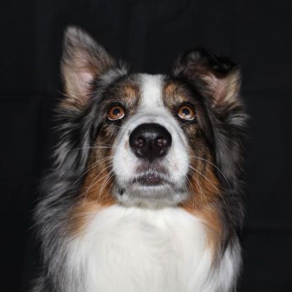 Photo de Hivanna, Berger australien pure race