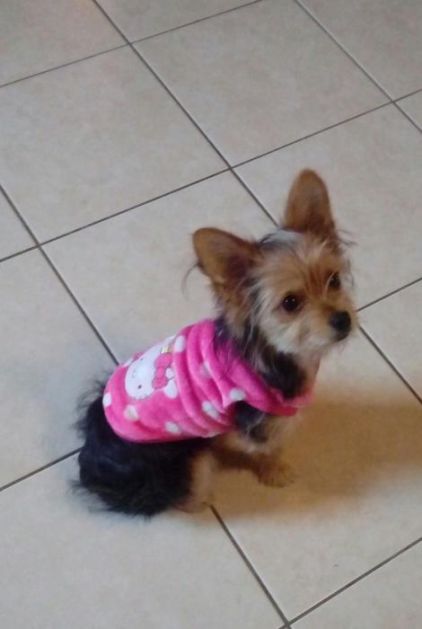 Photo de Cachou, Chihuahua crois� Yorkshire terrier