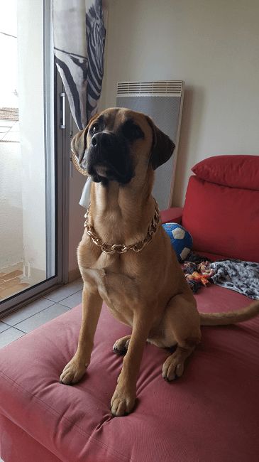 Photo de Moustique, Boxer crois� Labrador Retriever