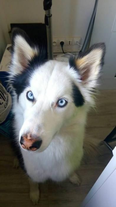 Photo de Nessy, Border Collie crois� Husky