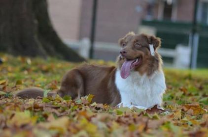 Photo de Mia, Berger australien pure race