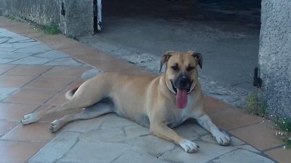 Photo de Dana, Dogue des Canaries crois� Labrador Retriever