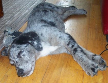 Photo de Bounty, Labrador Retriever crois� Berger australien