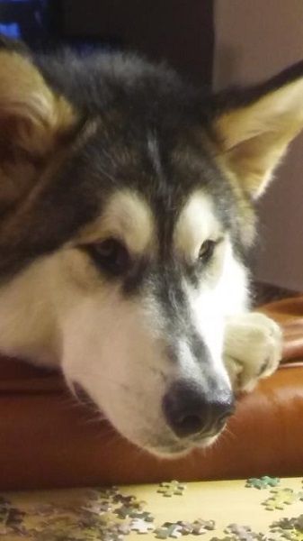 Photo de Chinu�k, Malamute de l'Alaska pure race