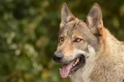 Photo de Jaaskan Naoyky, Chien-loup tch�coslovaque pure race
