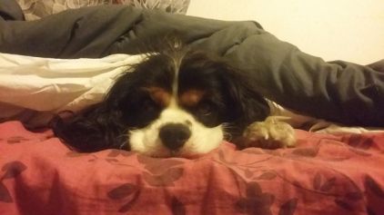 Photo de Mambo, Cavalier King Charles pure race