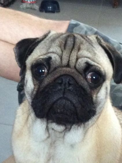 Photo de Yoda, Carlin pure race