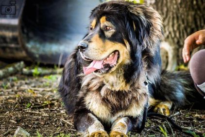 Photo de Mambo, Dogue du Tibet pure race