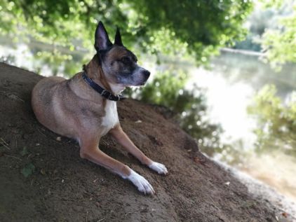 Photo de Dhess, Boxer crois� Staffordshire Bull Terrier
