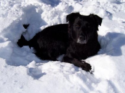 Photo de Scar, Labrador Retriever crois� Berger Allemand