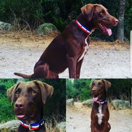 Photo de Pilou, corniaud Braque allemand Jagdterrier
