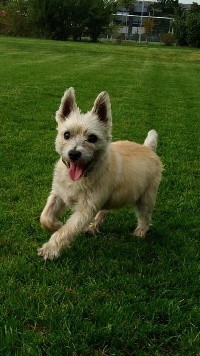 Photo de Ducky, Cairn terrier pure race