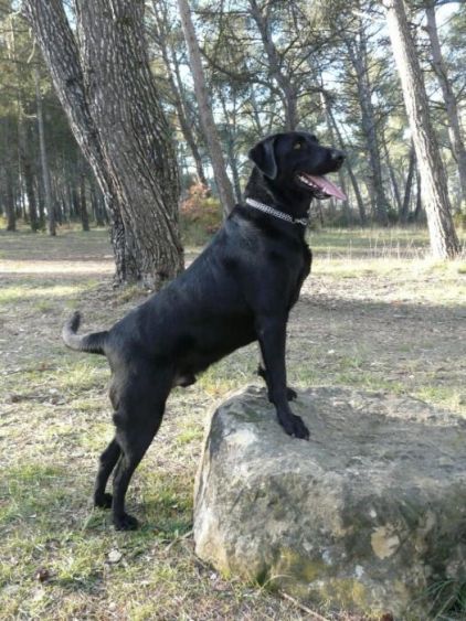 Photo de Eagles, corniaud Berger Belge Malinois Labrador Retriever
