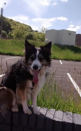 Photo de Google, Border Collie pure race
