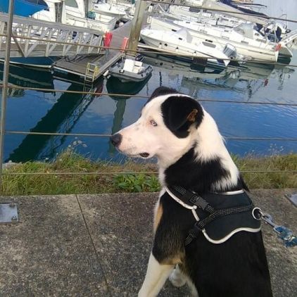 Photo de Scoubidou, Berger australien crois� Husky