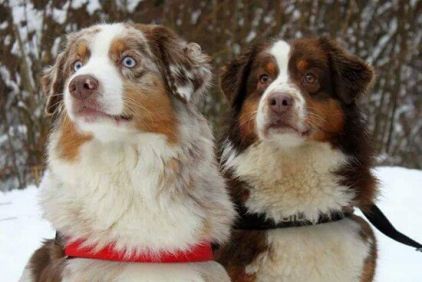 Photo de Gladys et dancing, Berger australien pure race