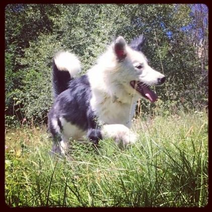 Photo de Jonquille, Border Collie pure race